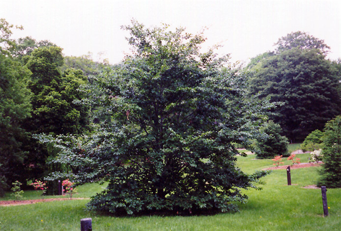 American Beech (Fagus grandifolia) at Ritchie Feed & Seed Inc.