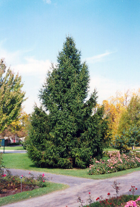 Norway Spruce (Picea abies) at Ritchie Feed & Seed Inc.