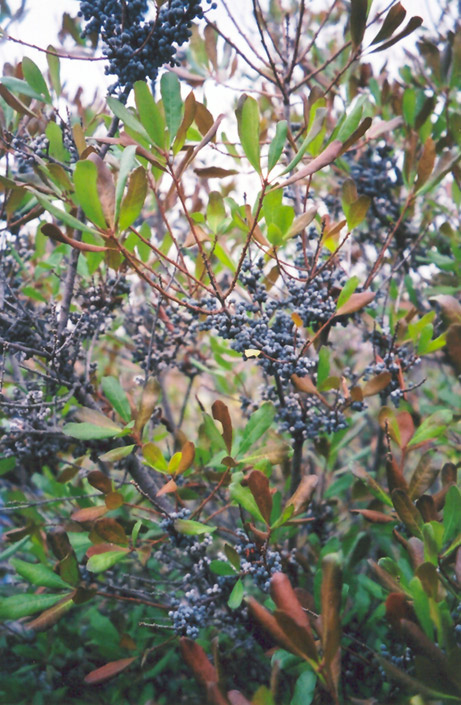 Northern Bayberry (Myrica pensylvanica) at Ritchie Feed & Seed Inc.