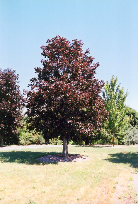 Royal Red Norway Maple (Acer platanoides 'Royal Red') at Ritchie Feed & Seed Inc.