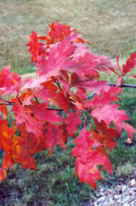 Red Oak (Quercus rubra) at Ritchie Feed & Seed Inc.