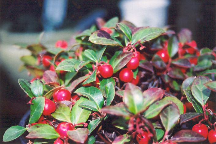 Creeping Wintergreen (Gaultheria procumbens) at Ritchie Feed & Seed Inc.