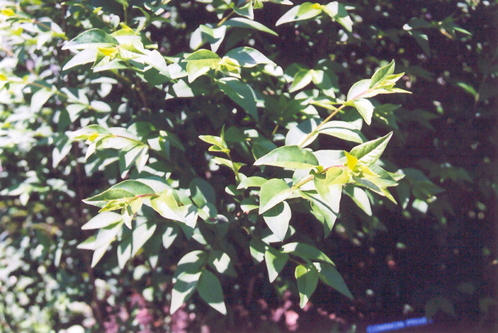 Common Privet (Ligustrum vulgare) at Ritchie Feed & Seed Inc.