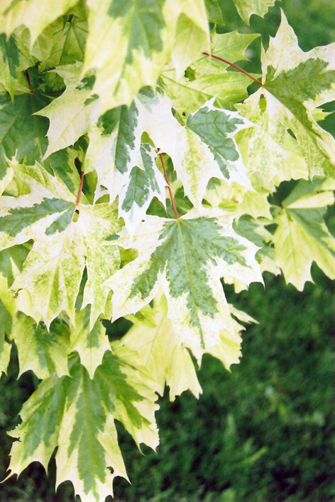 Harlequin Norway Maple (Acer platanoides 'Drummondii') at Ritchie Feed & Seed Inc.