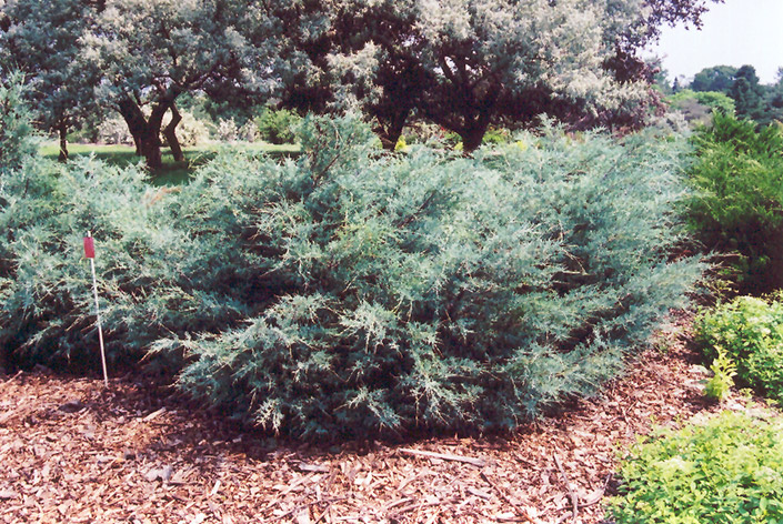 Savin Juniper (Juniperus sabina) at Ritchie Feed & Seed Inc.