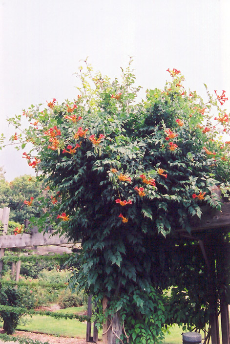 Trumpetvine (Campsis radicans) at Ritchie Feed & Seed Inc.