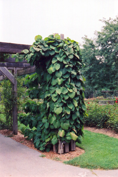 Dutchman's Pipe (Aristolochia macrophylla) at Ritchie Feed & Seed Inc.
