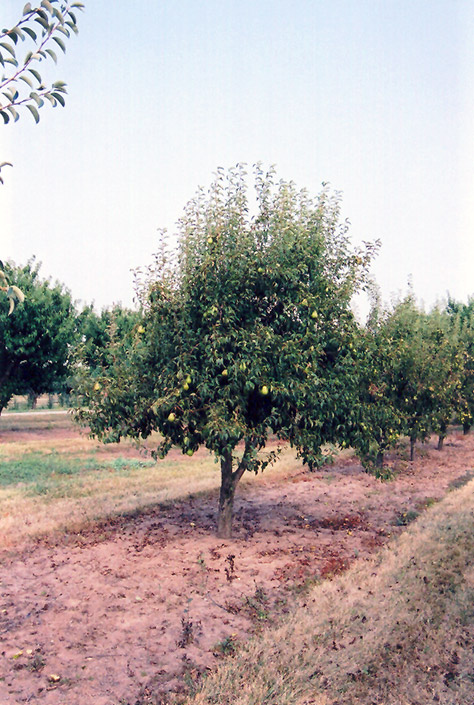 Bartlett Pear (Pyrus communis 'Bartlett') at Ritchie Feed & Seed Inc.