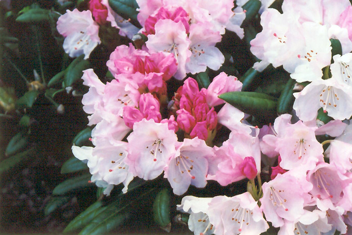 Crete Rhododendron (Rhododendron yakushimanum 'Crete') at Ritchie Feed & Seed Inc.