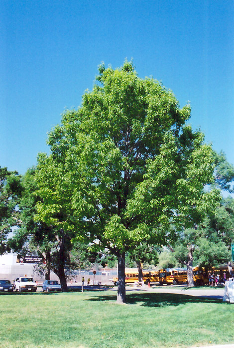 Red Oak (Quercus rubra) at Ritchie Feed & Seed Inc.