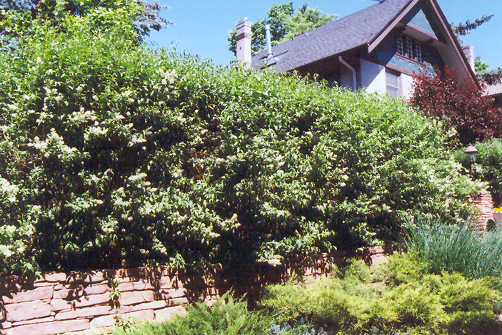 Common Privet (Ligustrum vulgare) at Ritchie Feed & Seed Inc.