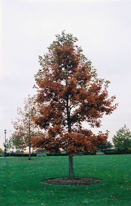 Swamp White Oak (Quercus bicolor) at Ritchie Feed & Seed Inc.
