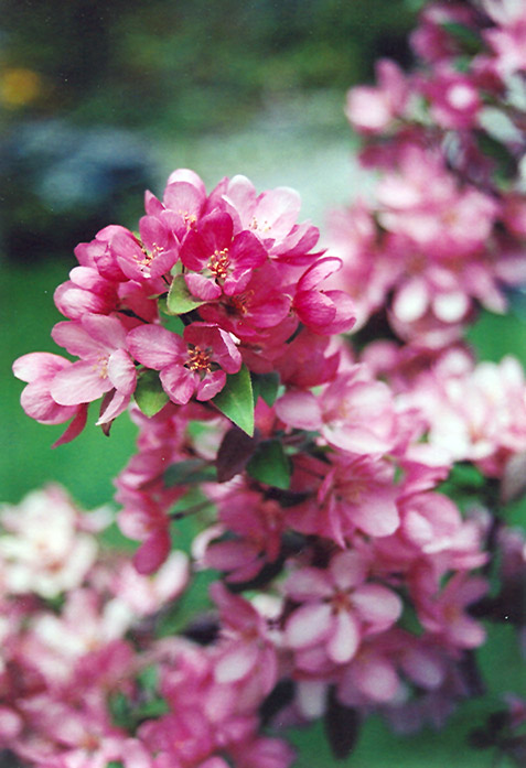 Indian Magic Flowering Crab (Malus 'Indian Magic') at Ritchie Feed & Seed Inc.