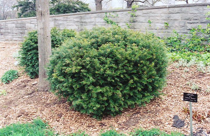 Brown's Yew (Taxus x media 'Brownii') at Ritchie Feed & Seed Inc.