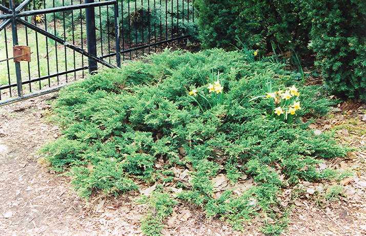 Green Sargent Juniper (Juniperus chinensis 'var. sargentii Viridis') at Ritchie Feed & Seed Inc.