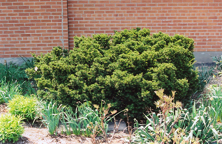 Dwarf Japanese Yew (Taxus cuspidata 'Nana') at Ritchie Feed & Seed Inc.