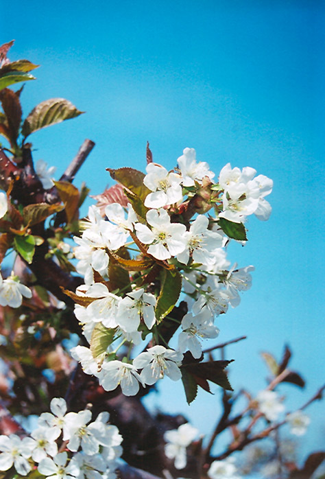 Bing Cherry (Prunus avium 'Bing') at Ritchie Feed & Seed Inc.