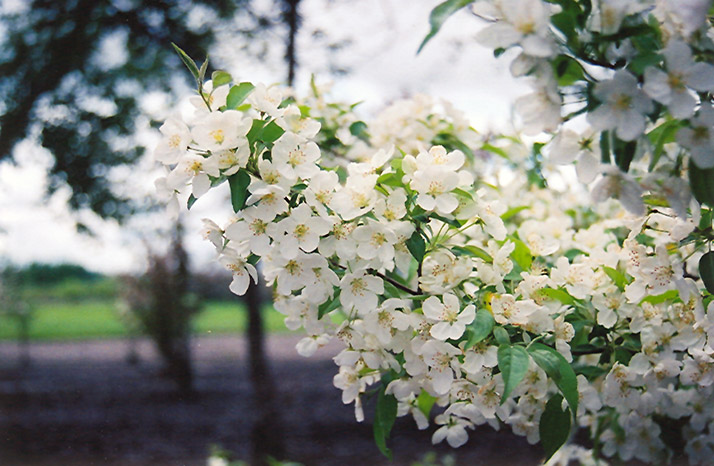 Snowdrift Flowering Crab (Malus 'Snowdrift') at Ritchie Feed & Seed Inc.