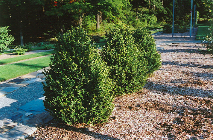 Green Mountain Boxwood (Buxus 'Green Mountain') at Ritchie Feed & Seed Inc.