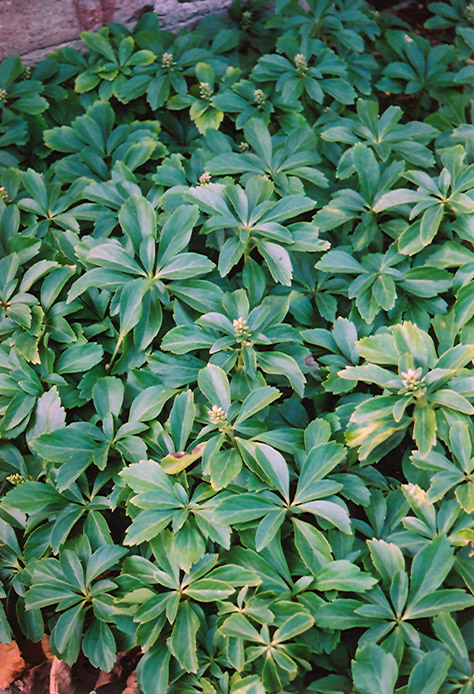 Japanese Spurge (Pachysandra terminalis) at Ritchie Feed & Seed Inc.