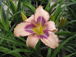 Destined To See Daylily (Hemerocallis 'Destined To See') at Ritchie Feed & Seed Inc.