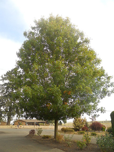 Pacific Brilliance Pin Oak (Quercus palustris 'PWJR08') at Ritchie Feed & Seed Inc.