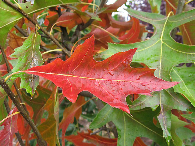 Pacific Brilliance Pin Oak (Quercus palustris 'PWJR08') at Ritchie Feed & Seed Inc.