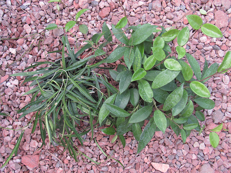 Jade Wax Plant (Hoya carnosa 'Jade') at Ritchie Feed & Seed Inc.