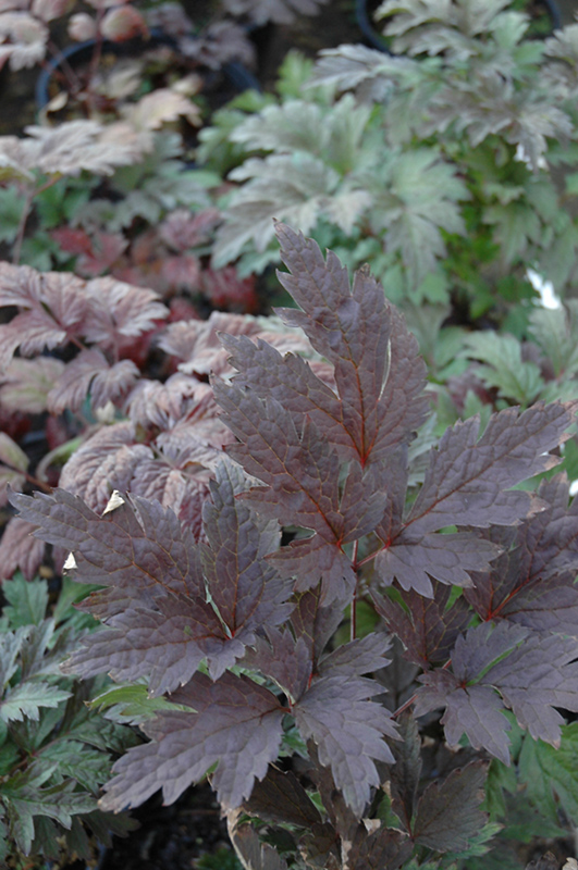 Brunette Bugbane (Actaea racemosa 'Brunette') at Ritchie Feed & Seed Inc.