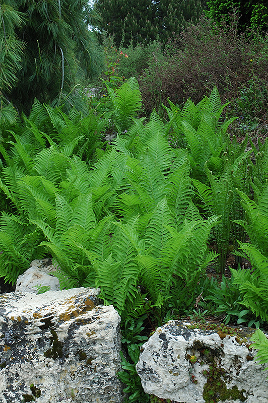 Ostrich Fern (Matteuccia struthiopteris) at Ritchie Feed & Seed Inc.