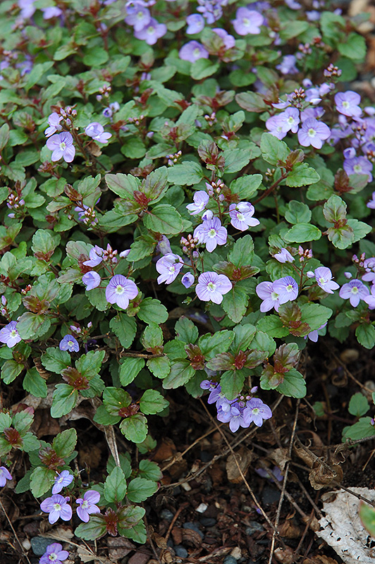 Waterperry Blue Speedwell (Veronica 'Waterperry Blue') at Ritchie Feed & Seed Inc.
