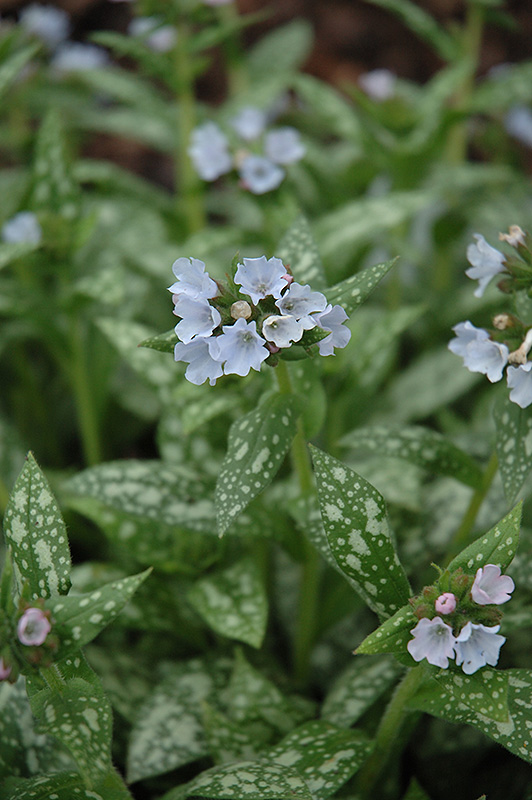 Opal Lungwort (Pulmonaria 'Opal') at Ritchie Feed & Seed Inc.