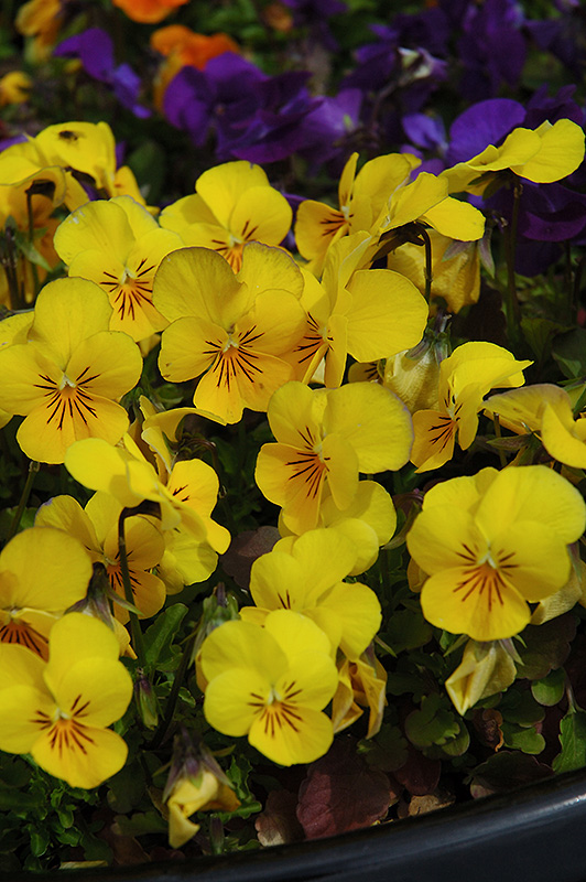 Penny Yellow Pansy (Viola cornuta 'Penny Yellow') at Ritchie Feed & Seed Inc.