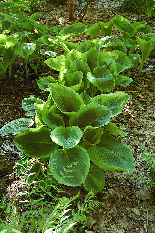 Frances Williams Hosta (Hosta 'Frances Williams') at Ritchie Feed & Seed Inc.