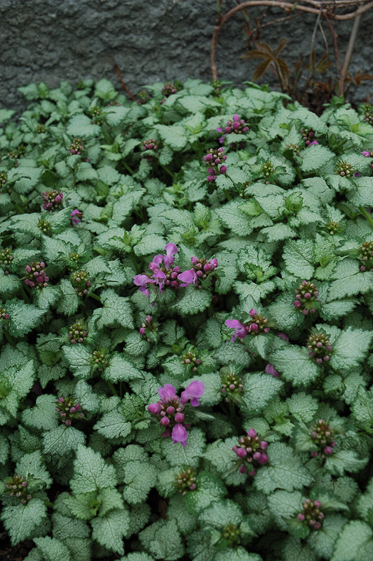 Red Nancy Spotted Dead Nettle (Lamium maculatum 'Red Nancy') at Ritchie Feed & Seed Inc.