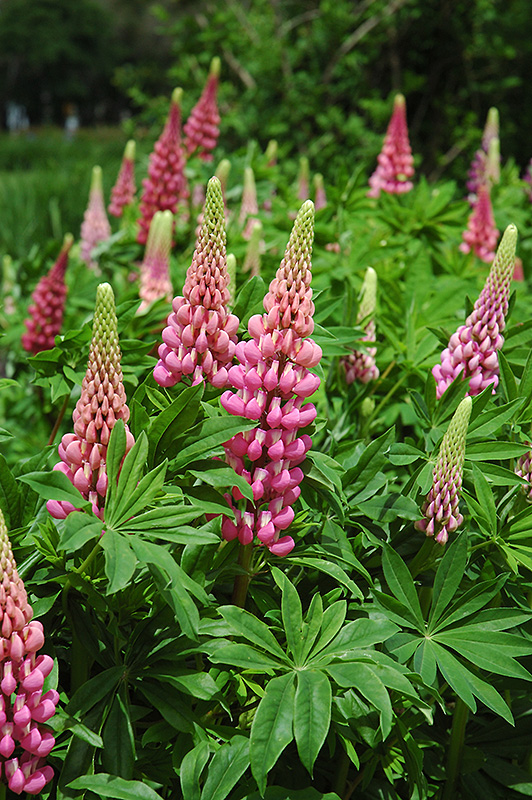 Russell Red Lupine (Lupinus 'Russell Red') at Ritchie Feed & Seed Inc.
