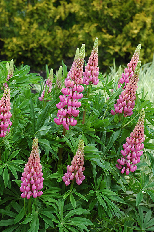 Russell Pink Lupine (Lupinus 'Russell Pink') at Ritchie Feed & Seed Inc.