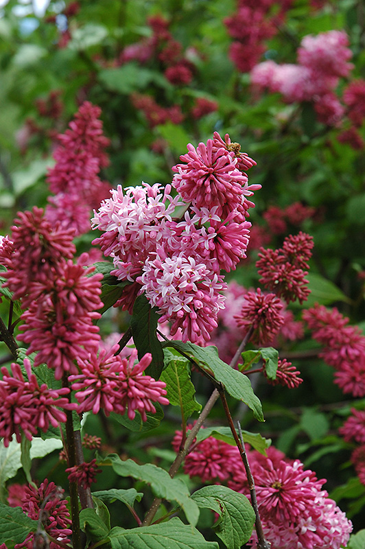 Nocturne Lilac (Syringa x prestoniae 'Nocturne') at Ritchie Feed & Seed Inc.