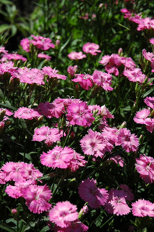 Blue Hills Pinks (Dianthus 'Blue Hills') at Ritchie Feed & Seed Inc.