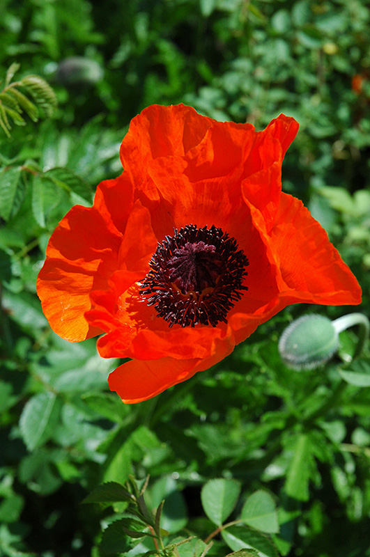 Allegro Poppy (Papaver orientale 'Allegro') at Ritchie Feed & Seed Inc.