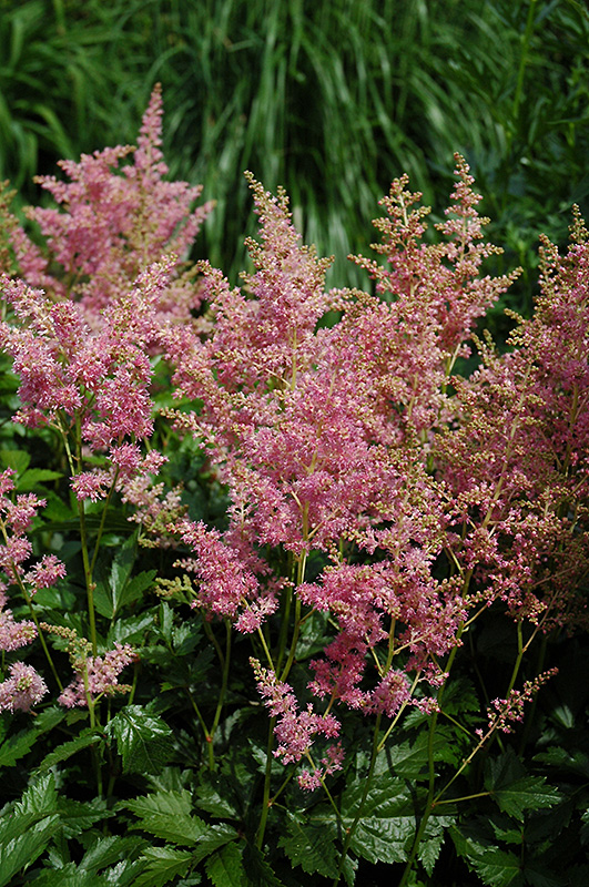 Amethyst Astilbe (Astilbe x arendsii 'Amethyst') at Ritchie Feed & Seed Inc.
