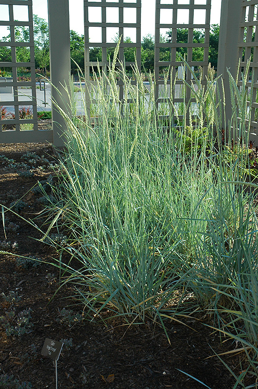 Blue Dune Lyme Grass (Leymus arenarius 'Blue Dune') at Ritchie Feed & Seed Inc.