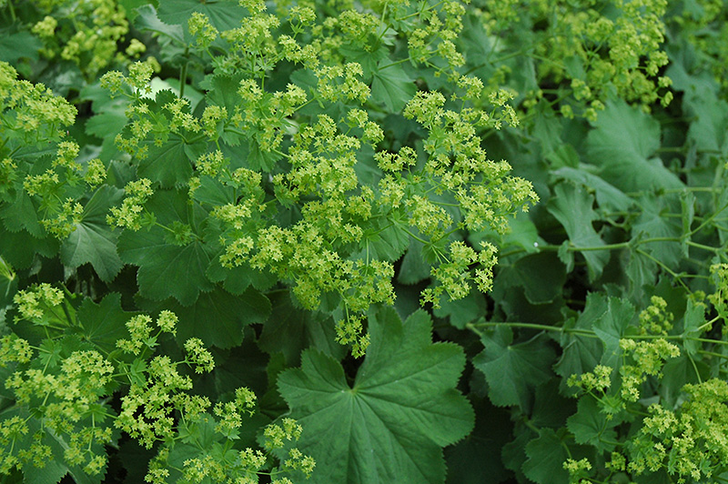 Lady's Mantle (Alchemilla mollis) at Ritchie Feed & Seed Inc.