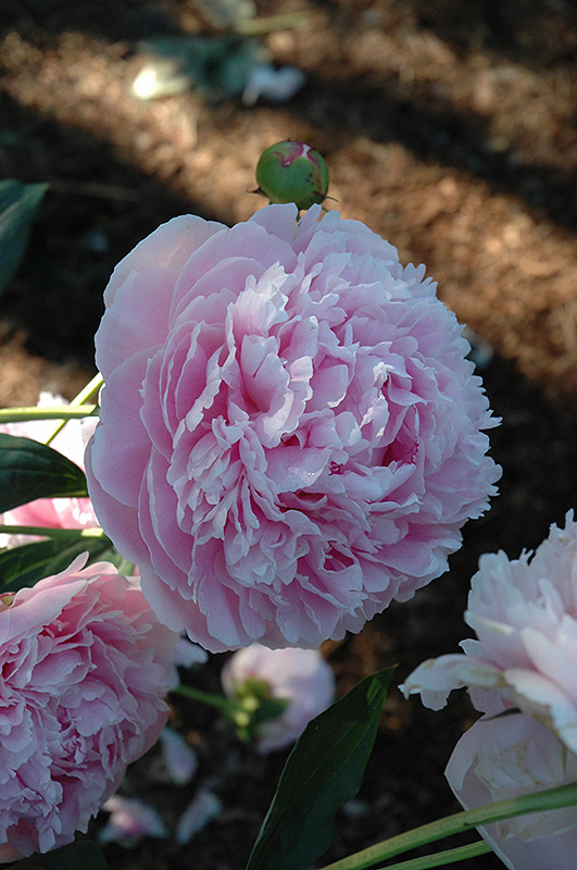 Shirley Temple Peony (Paeonia 'Shirley Temple') at Ritchie Feed & Seed Inc.