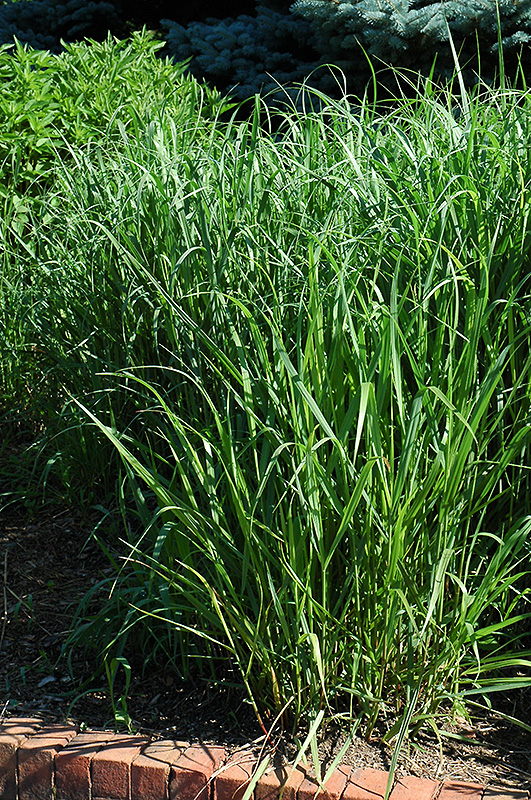 Switch Grass (Panicum virgatum) at Ritchie Feed & Seed Inc.