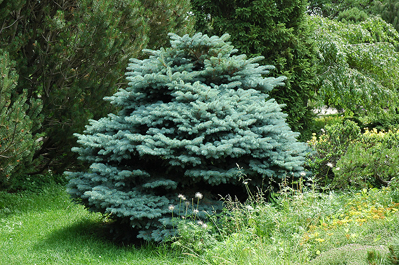 Globe Blue Spruce (Picea pungens 'Globosa') at Ritchie Feed & Seed Inc.