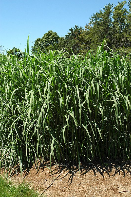 Giant Silver Grass (Miscanthus x giganteus) at Ritchie Feed & Seed Inc.