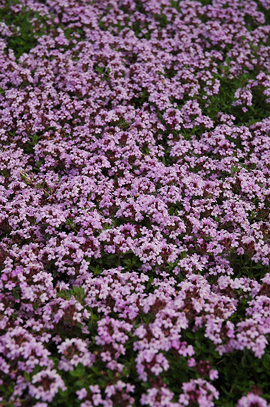 Red Creeping Thyme (Thymus praecox 'Coccineus') at Ritchie Feed & Seed Inc.