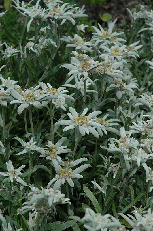 Alpine Edelweiss (Leontopodium alpinum) at Ritchie Feed & Seed Inc.