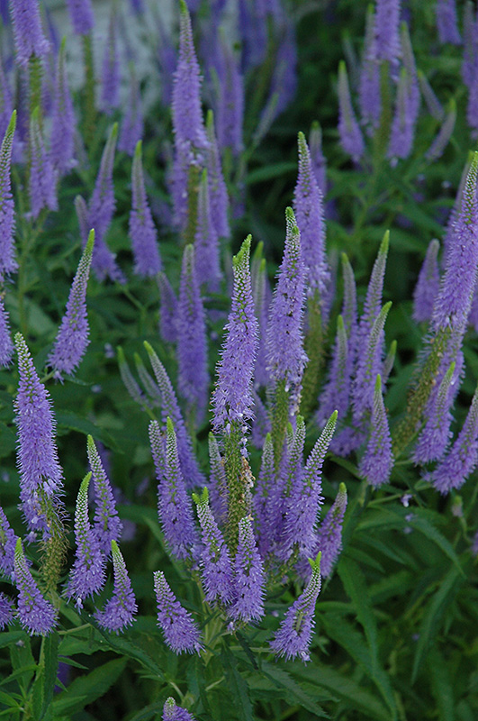 Sunny Border Blue Speedwell (Veronica 'Sunny Border Blue') at Ritchie Feed & Seed Inc.